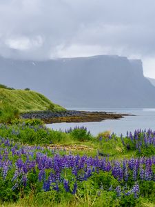 Preview wallpaper landscape, lake, flowers, meadow, grass, mountains