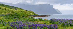 Preview wallpaper landscape, lake, flowers, meadow, grass, mountains