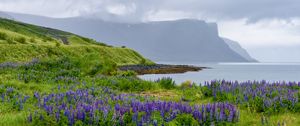 Preview wallpaper landscape, lake, flowers, meadow, grass, mountains