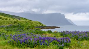 Preview wallpaper landscape, lake, flowers, meadow, grass, mountains