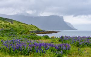 Preview wallpaper landscape, lake, flowers, meadow, grass, mountains