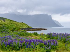 Preview wallpaper landscape, lake, flowers, meadow, grass, mountains