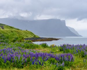 Preview wallpaper landscape, lake, flowers, meadow, grass, mountains