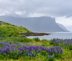 Preview wallpaper landscape, lake, flowers, meadow, grass, mountains