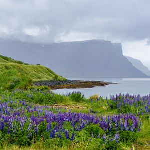 Preview wallpaper landscape, lake, flowers, meadow, grass, mountains