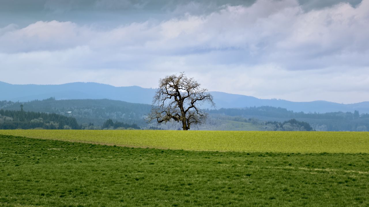 Wallpaper landscape, meadow, tree, grass