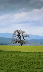 Preview wallpaper landscape, meadow, tree, grass