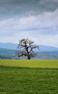 Preview wallpaper landscape, meadow, tree, grass