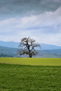 Preview wallpaper landscape, meadow, tree, grass