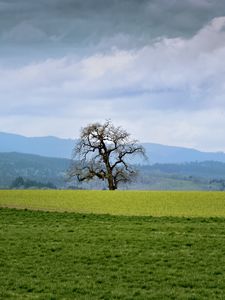 Preview wallpaper landscape, meadow, tree, grass