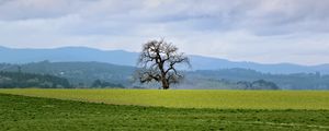 Preview wallpaper landscape, meadow, tree, grass