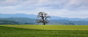 Preview wallpaper landscape, meadow, tree, grass