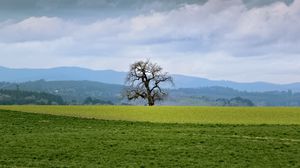 Preview wallpaper landscape, meadow, tree, grass