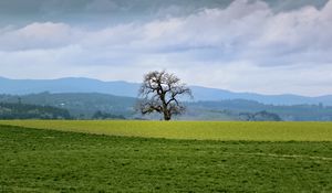 Preview wallpaper landscape, meadow, tree, grass