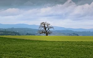 Preview wallpaper landscape, meadow, tree, grass