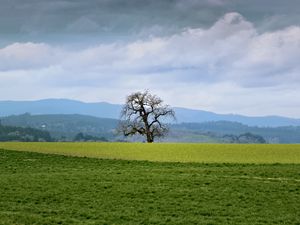 Preview wallpaper landscape, meadow, tree, grass