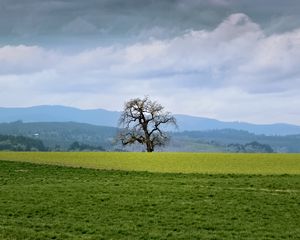 Preview wallpaper landscape, meadow, tree, grass