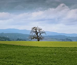 Preview wallpaper landscape, meadow, tree, grass