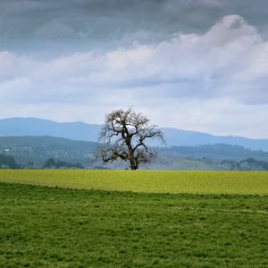 Preview wallpaper landscape, meadow, tree, grass