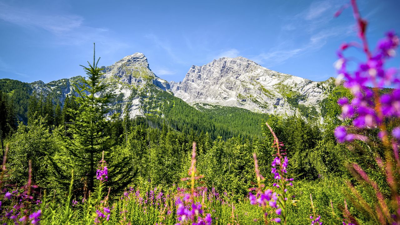 Wallpaper landscape, mountains, flowers, grass, nature