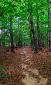 Preview wallpaper landscape, path, forest, trees