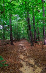 Preview wallpaper landscape, path, forest, trees