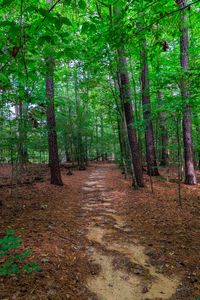 Preview wallpaper landscape, path, forest, trees