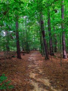 Preview wallpaper landscape, path, forest, trees