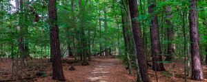 Preview wallpaper landscape, path, forest, trees