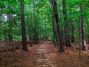 Preview wallpaper landscape, path, forest, trees
