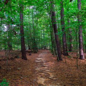 Preview wallpaper landscape, path, forest, trees