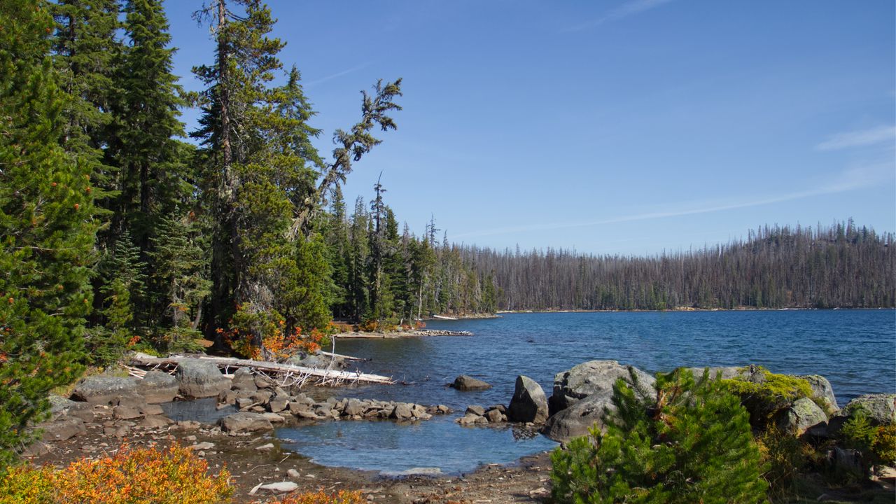 Wallpaper landscape, pond, forest, trees