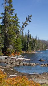 Preview wallpaper landscape, pond, forest, trees