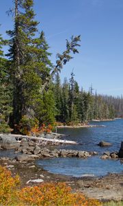 Preview wallpaper landscape, pond, forest, trees