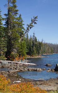 Preview wallpaper landscape, pond, forest, trees