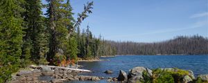 Preview wallpaper landscape, pond, forest, trees