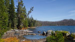 Preview wallpaper landscape, pond, forest, trees