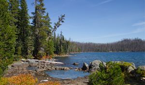 Preview wallpaper landscape, pond, forest, trees
