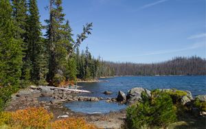 Preview wallpaper landscape, pond, forest, trees