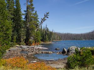 Preview wallpaper landscape, pond, forest, trees