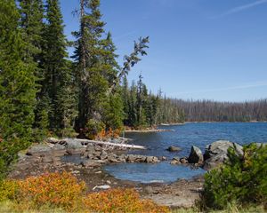 Preview wallpaper landscape, pond, forest, trees