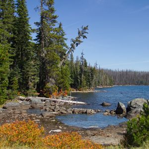 Preview wallpaper landscape, pond, forest, trees
