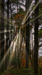 Preview wallpaper landscape, rays, forest, trees, sun