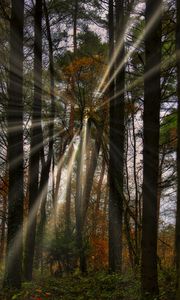 Preview wallpaper landscape, rays, forest, trees, sun