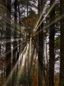 Preview wallpaper landscape, rays, forest, trees, sun