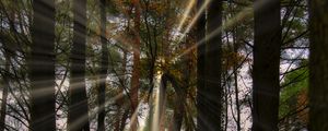 Preview wallpaper landscape, rays, forest, trees, sun