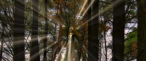 Preview wallpaper landscape, rays, forest, trees, sun