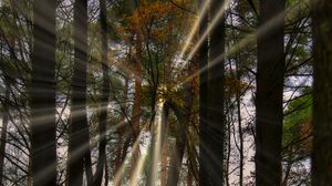 Preview wallpaper landscape, rays, forest, trees, sun