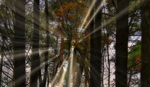 Preview wallpaper landscape, rays, forest, trees, sun