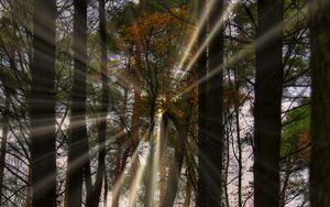 Preview wallpaper landscape, rays, forest, trees, sun